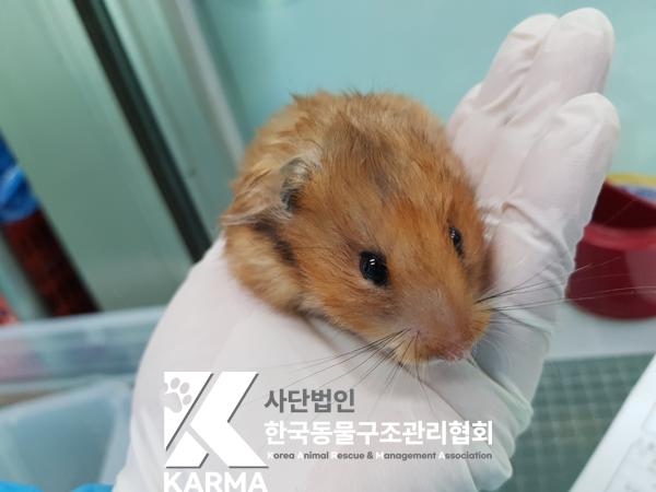 보호중 햄스터의 가…